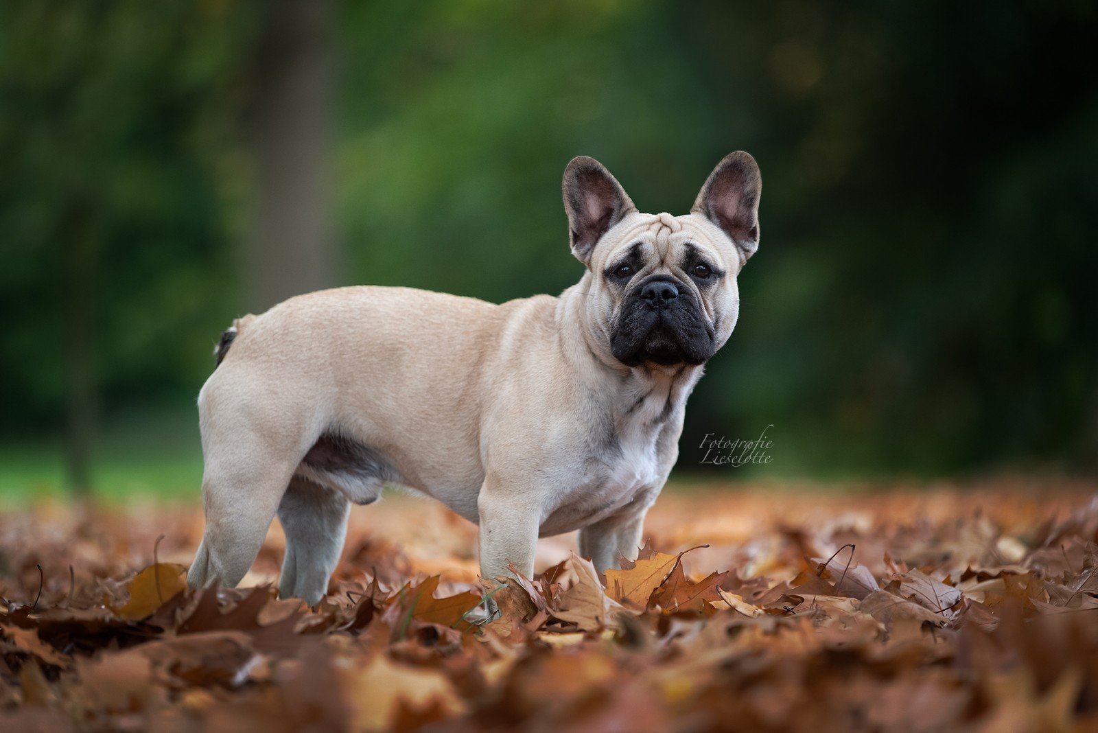 Franse bulldog dekreu met FCI stamboom, België, Fokker | Hobbymatig, Reu, Parvo