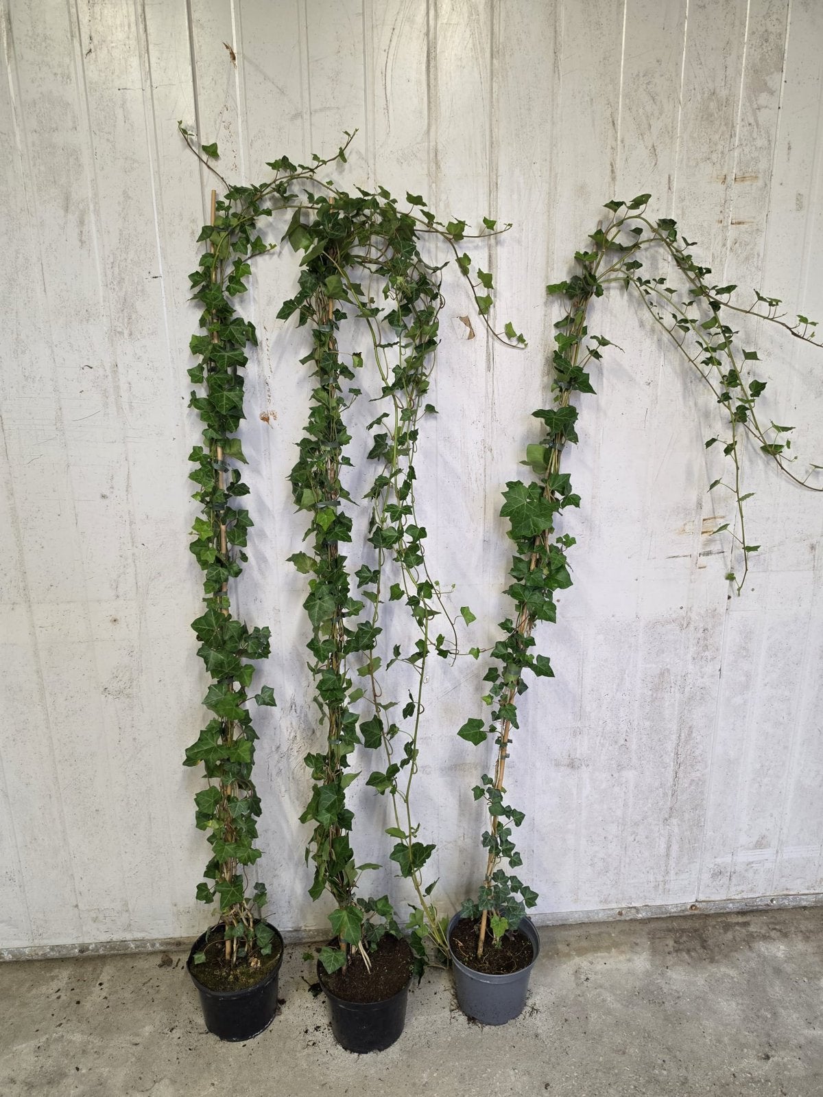 Hedera super lang dikke plant in 5 literpot 4 pm snel dicht, Ophalen, Vaste plant, Bloeit niet, Halfschaduw