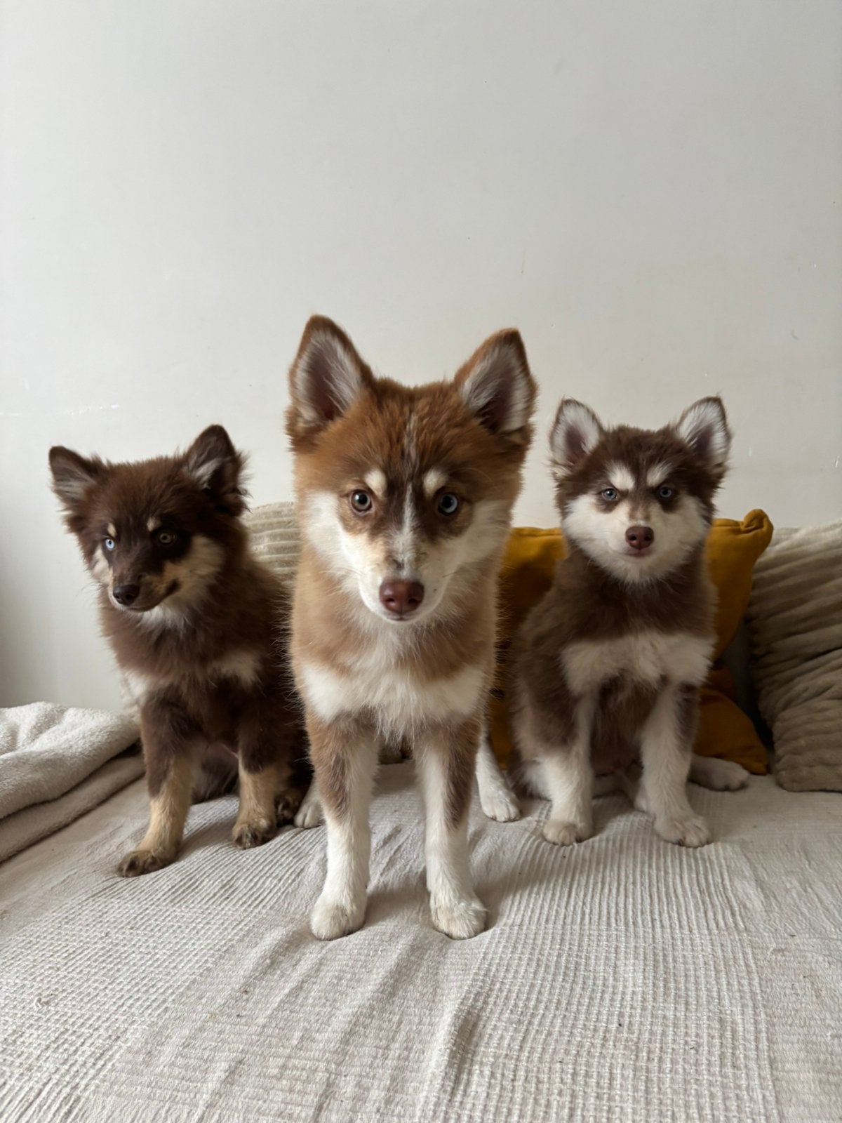 Pomsky Puppies, België, Particulier, 8 tot 15 weken, Meerdere