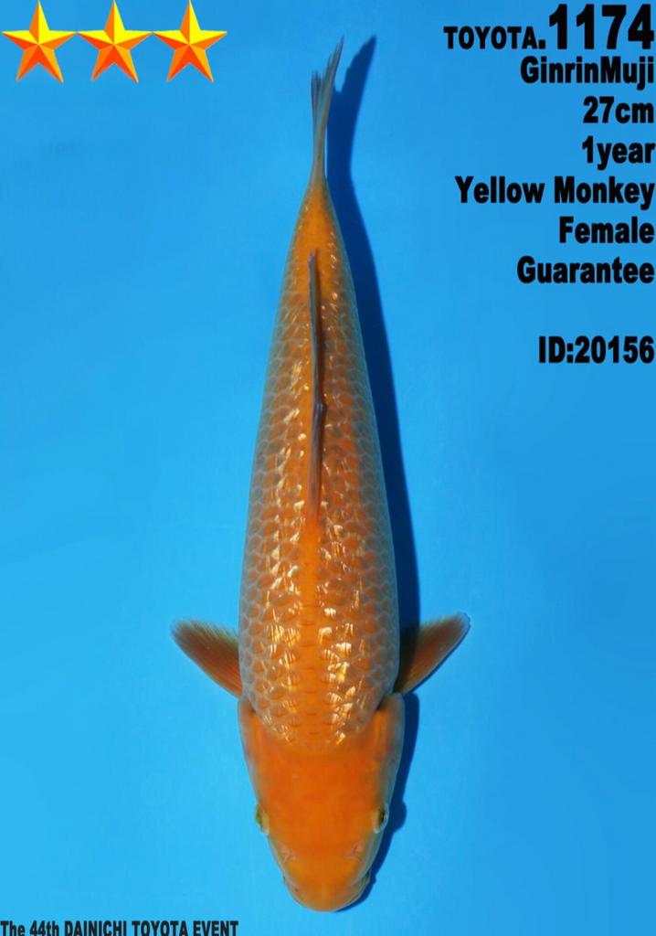 Female Yellow Monkey GINRIN  Dainchi Toyota JUMBO KOI, Karper of Koi