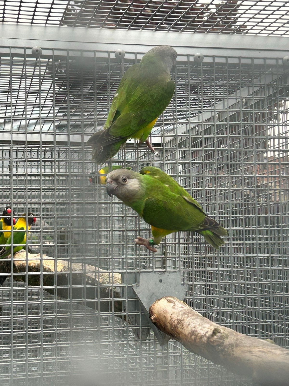 Papegaai Bonte Boer, Meerdere dieren, Papegaai, Geringd