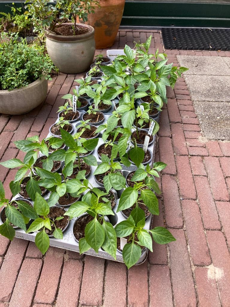 tomaten, paprika en peperplanten, Tuin en Terras, Planten | Tuinplanten, Ophalen, Eenjarig, Groenteplanten, Volle zon