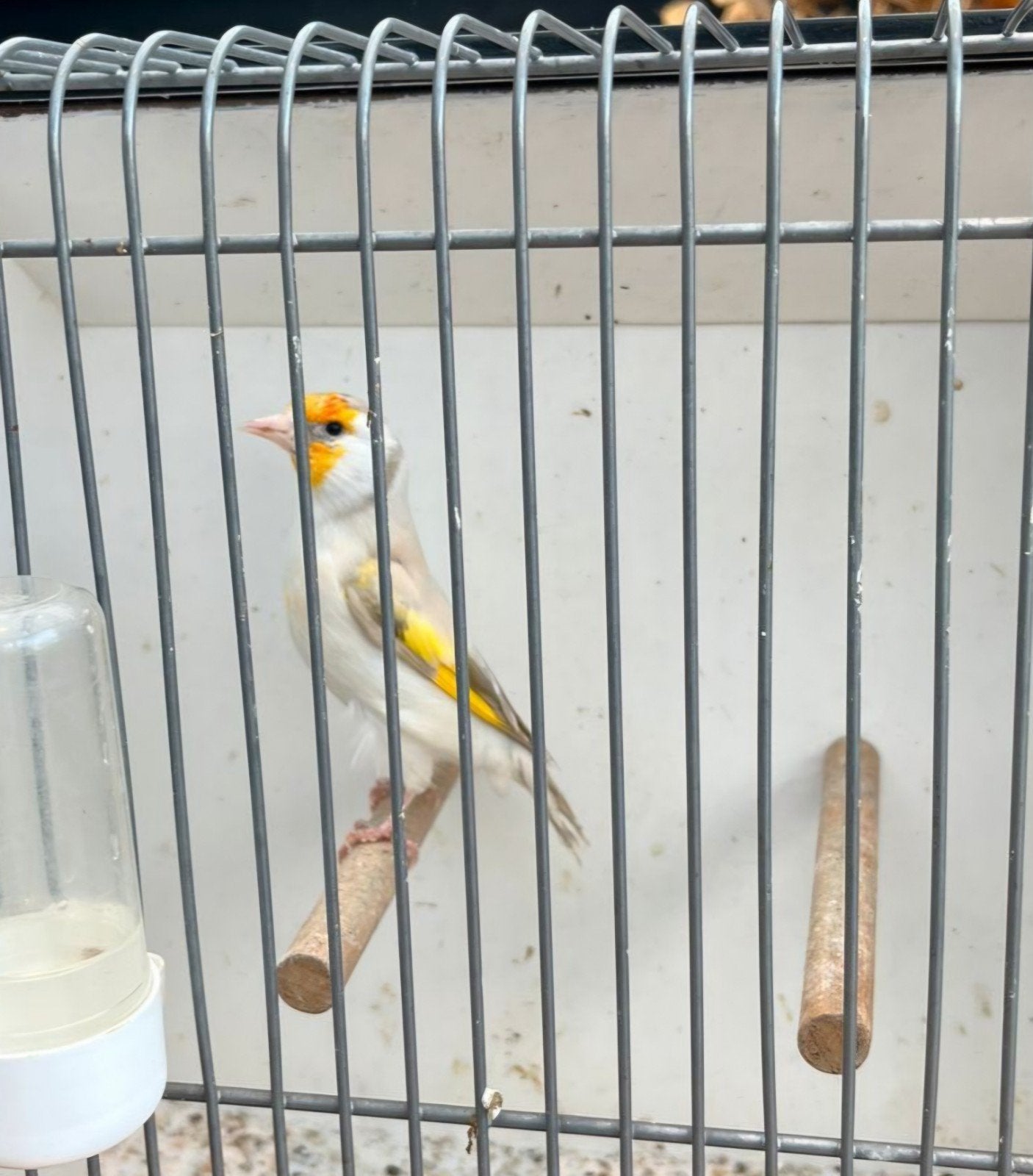 Major putter pop 2025, Dieren en Toebehoren, Vogels | Overige Vogels, Vrouwelijk, Wildzangvogel, Geringd