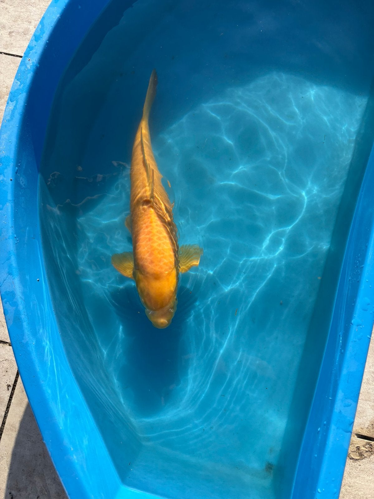 Karashigoi izumiya 50cm, Dieren en Toebehoren, Karper of Koi