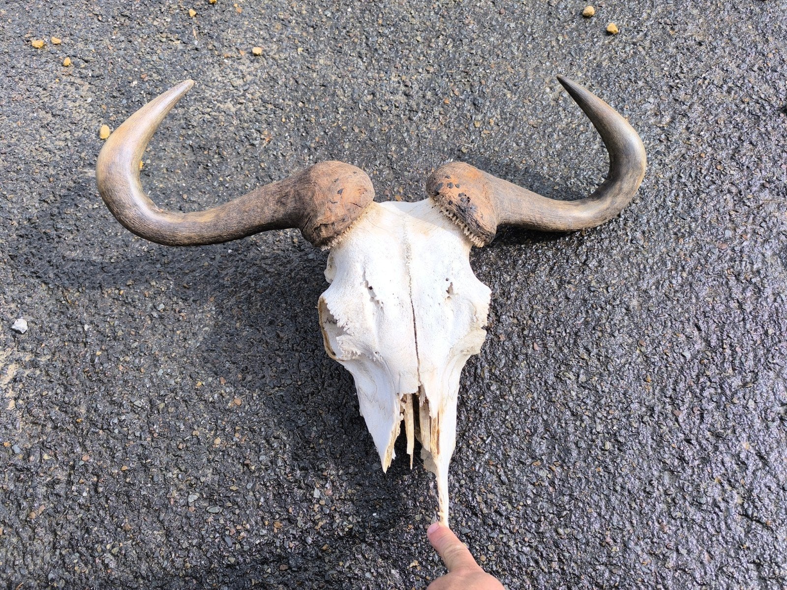 Gnoe schedel met hoorns, Verzamelen, Ophalen of Verzenden, Gebruikt, Schedel