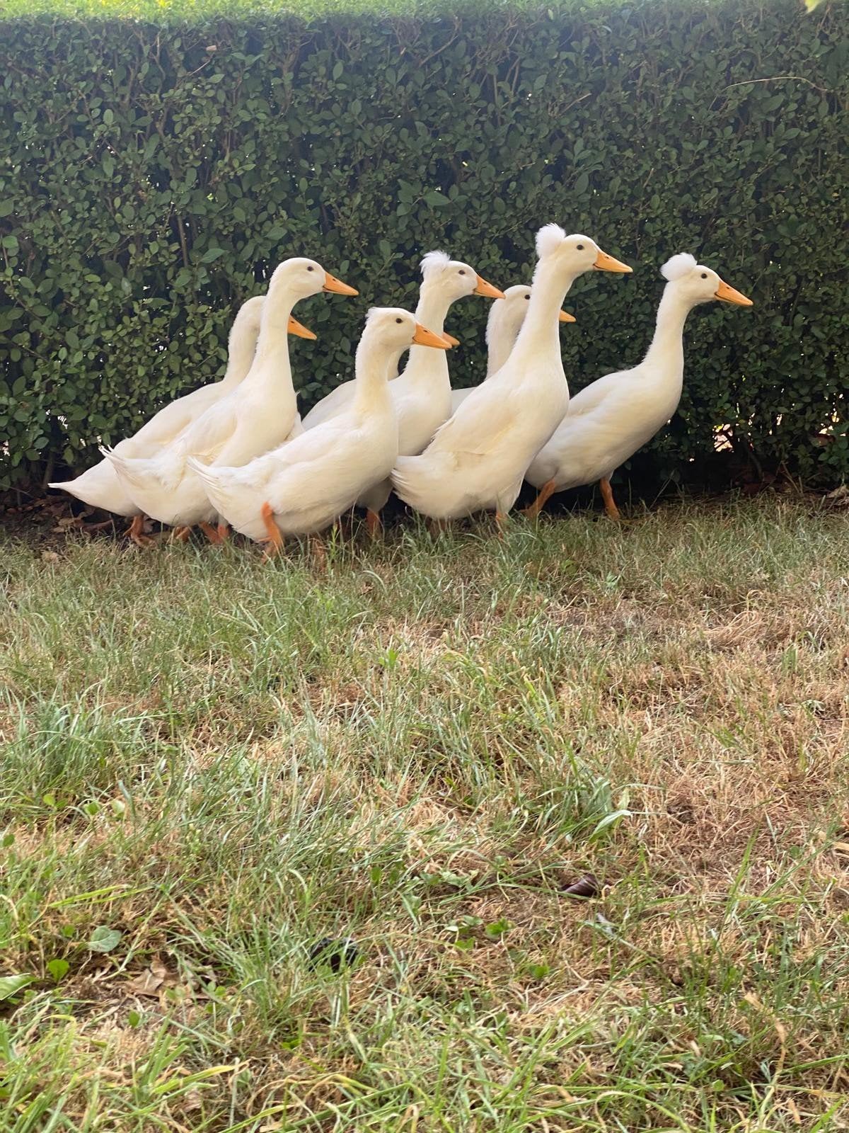 kuifeenden, Meerdere dieren, Kip