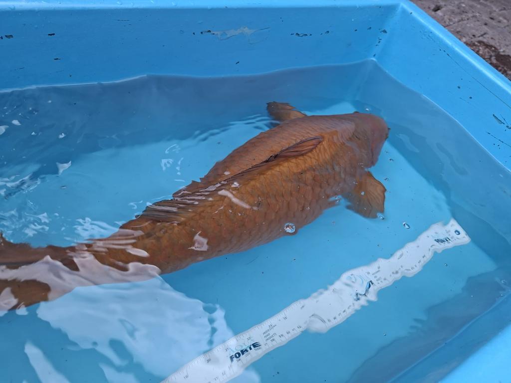Chagoi 75cm, Karper of Koi