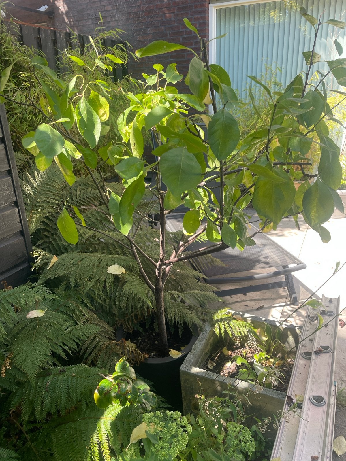 Jonge fruitboom in pot, pruimboom h: 1.40 cm, Ophalen, Vaste plant, Halfschaduw, Fruitplanten