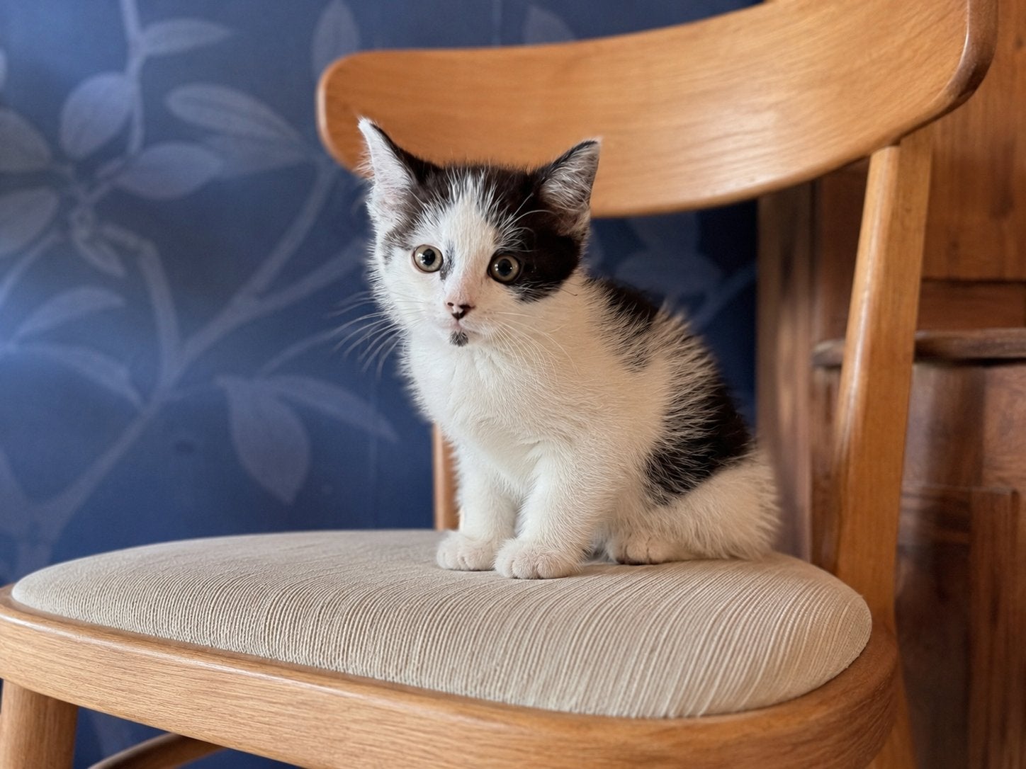 Kitten mannetje, Dieren en Toebehoren, Kater, Ontwormd, 0 tot 2 jaar