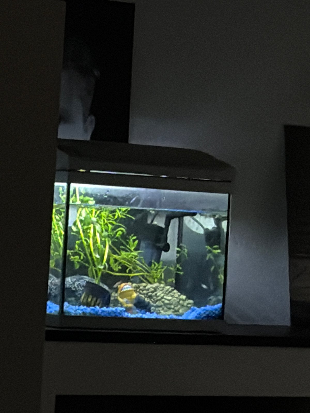 Guppen, Dieren en Toebehoren, Vissen | Aquariumvissen, Vis