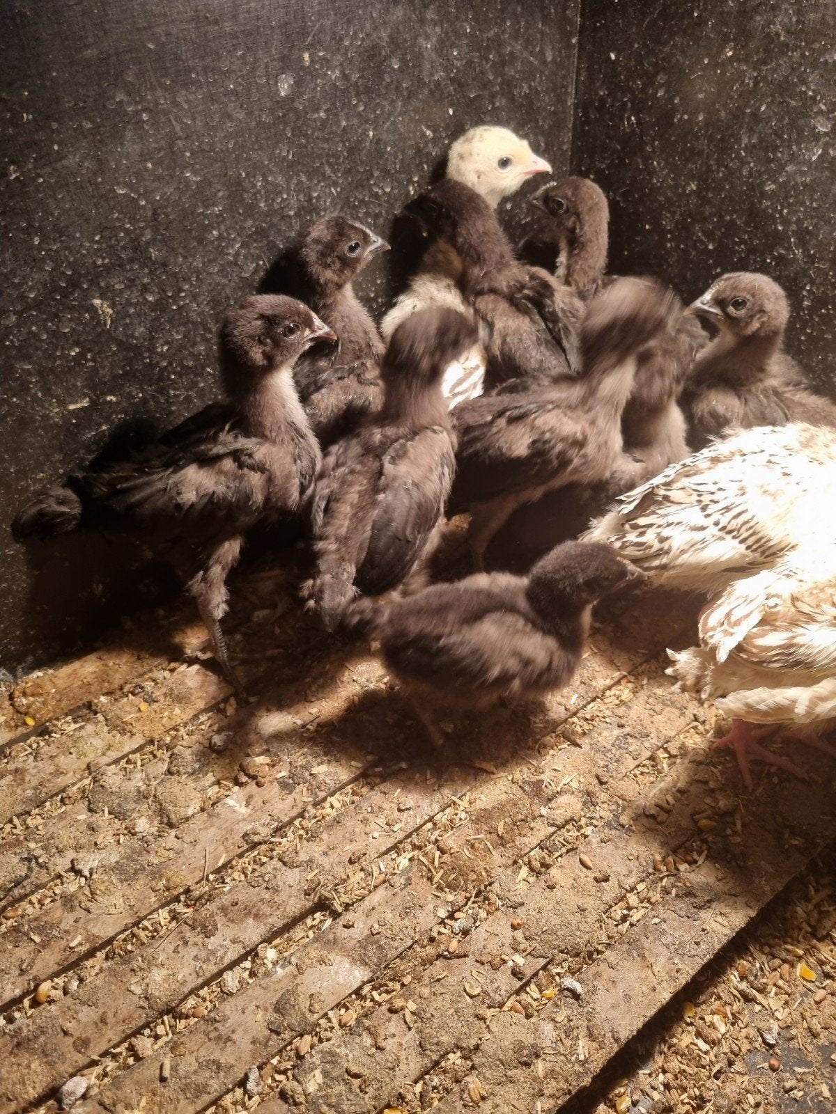 Mooie raszuiver Ayam Cemani keukens te koop, Meerdere dieren, Kip