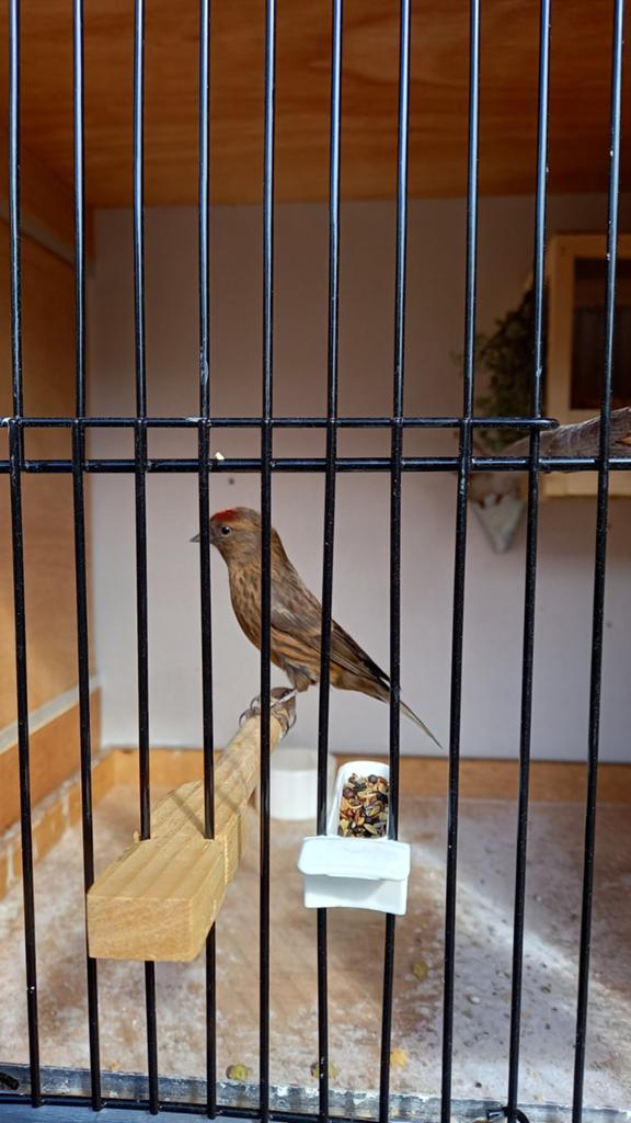 Barmsijs donker factor  2025, Wildzangvogel