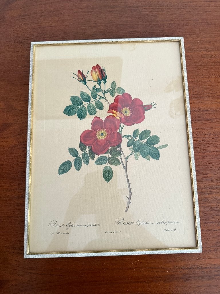 Vintage kunstwerk Rosa Eglanteria Punicea, Bloemen, Overige technieken, Achter glas, Ophalen of Verzenden