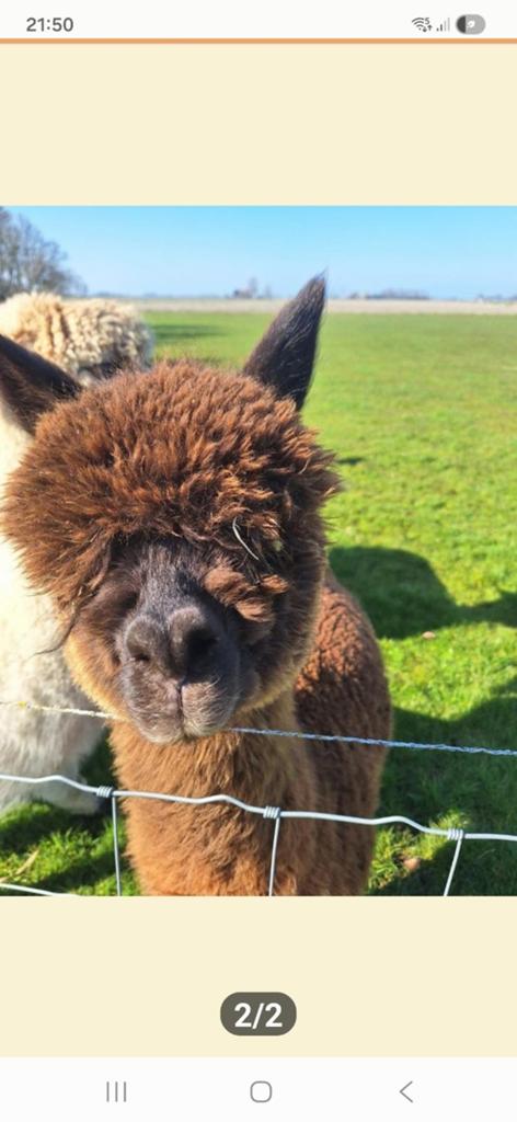 Mooie dekrijpe alpaca hengst, Dieren en Toebehoren, Overige Dieren, April, Mannelijk