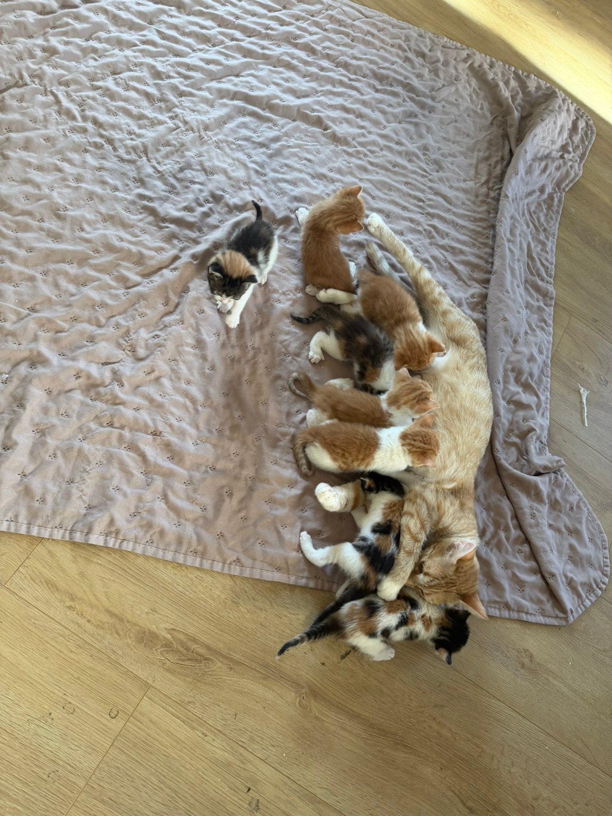 8 lieve kittens, Dieren en Toebehoren, Katten en Kittens | Overige Katten, Meerdere dieren