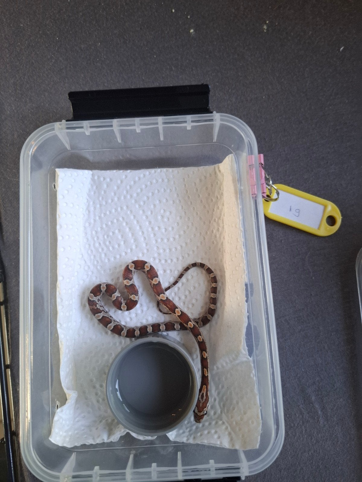 Rode rattenslangen zoeken nieuw thuis Corn Snake photo 20