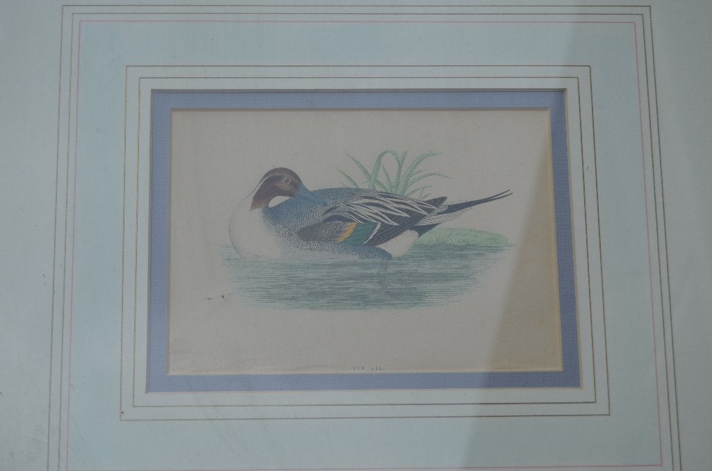Fraaie handgekleurde litho 'Pintail' (Pijlstaart) 1868, Ophalen of Verzenden, Ingelijst, Lithografie, Dieren en Natuur