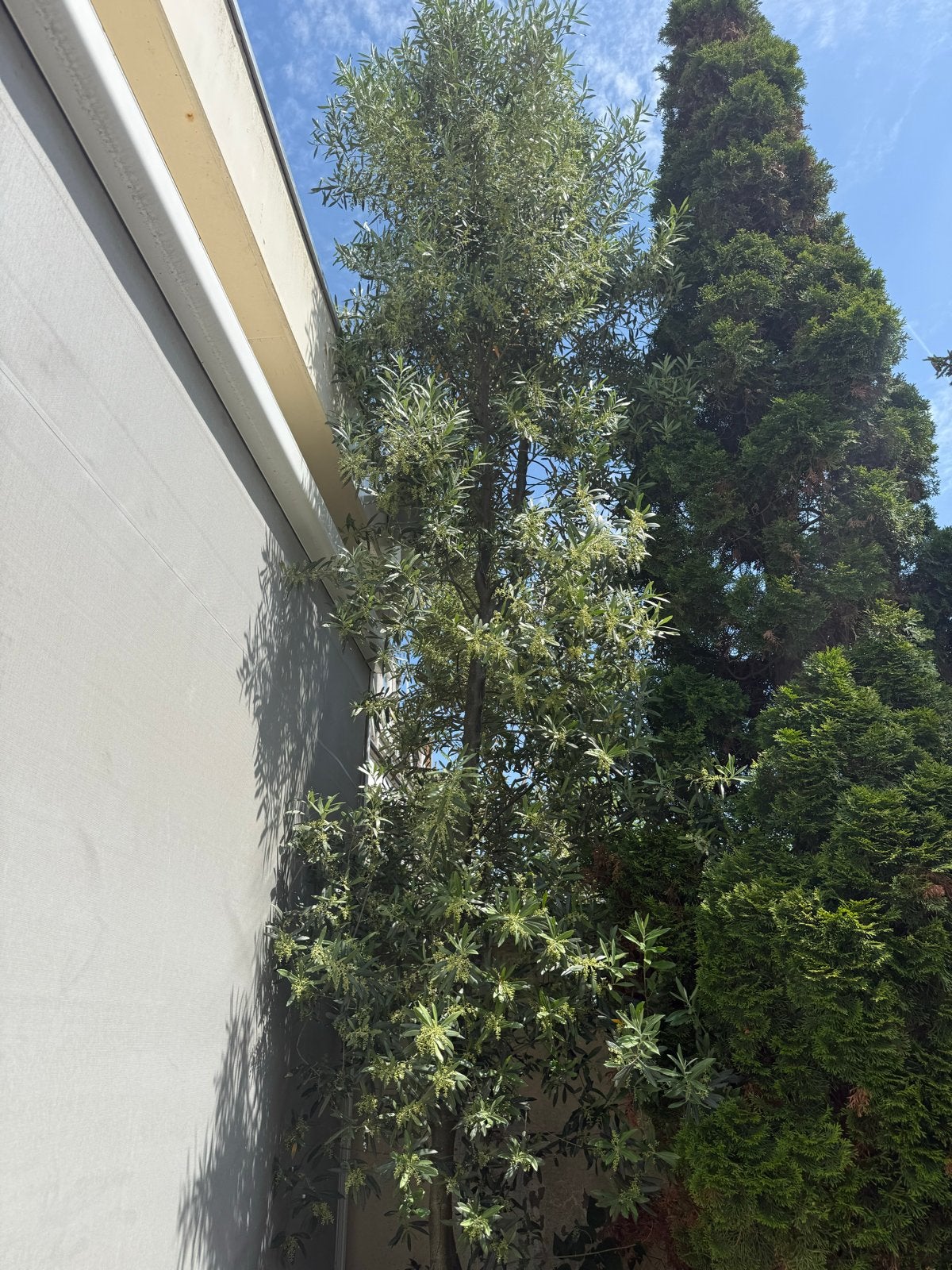 Olijfboom (Olea europaea) - 5 meter hoog, Tuin en Terras, Planten | Tuinplanten, Vaste plant, Overige soorten, Volle zon, Lente