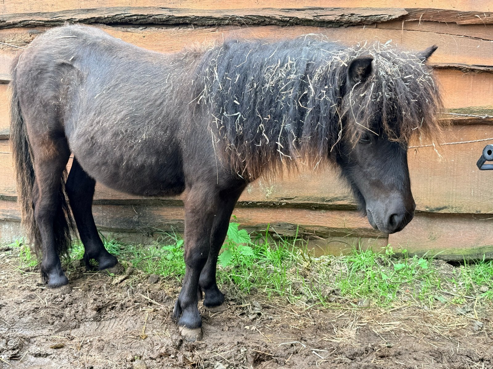 Zwart shetlander hengstje, Dieren en Toebehoren, Pony's, Hengst, Onbeleerd, A pony (tot 1.17m), 0 tot 2 jaar