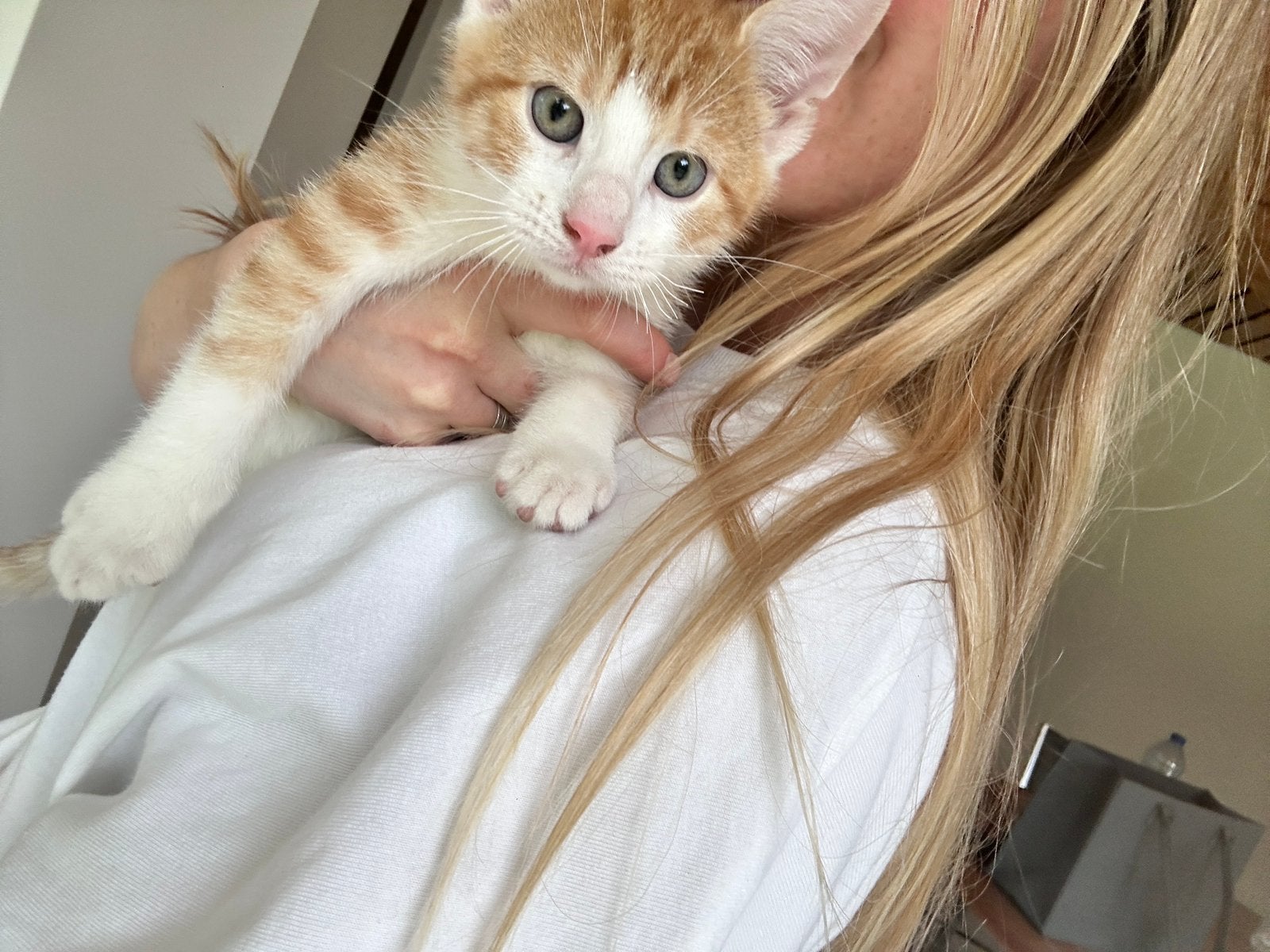 Rood katertje kitten kat met tijger streepjes zindelijk, Kater, Kortharig, 0 tot 2 jaar