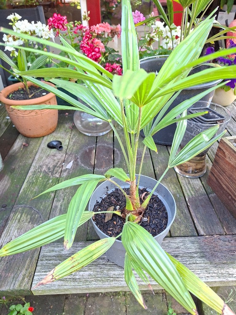 stek palmboom Chinese Windmill Palm, 100 tot 250 cm, Zomer, Palmboom, Ophalen