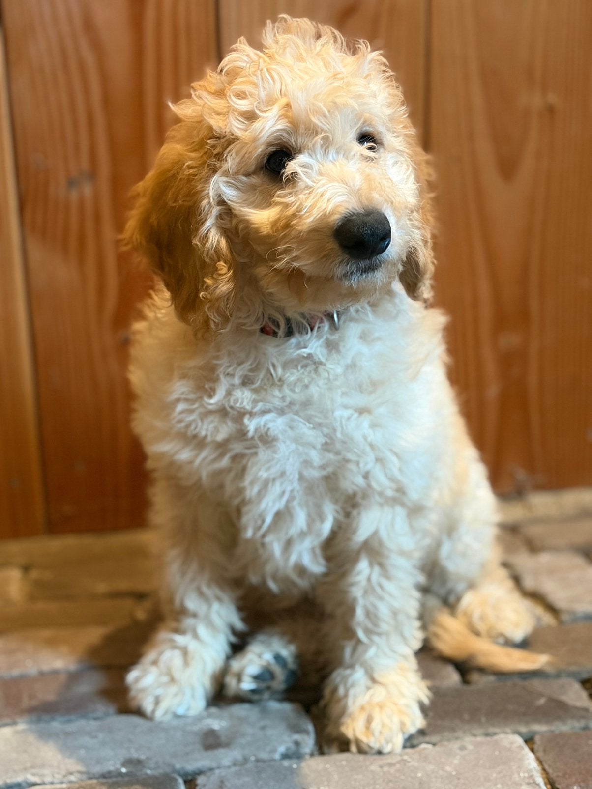 Lieve mini labradoodles puppys, Dieren en Toebehoren, Parvo, Overige rassen, 8 tot 15 weken, Meerdere