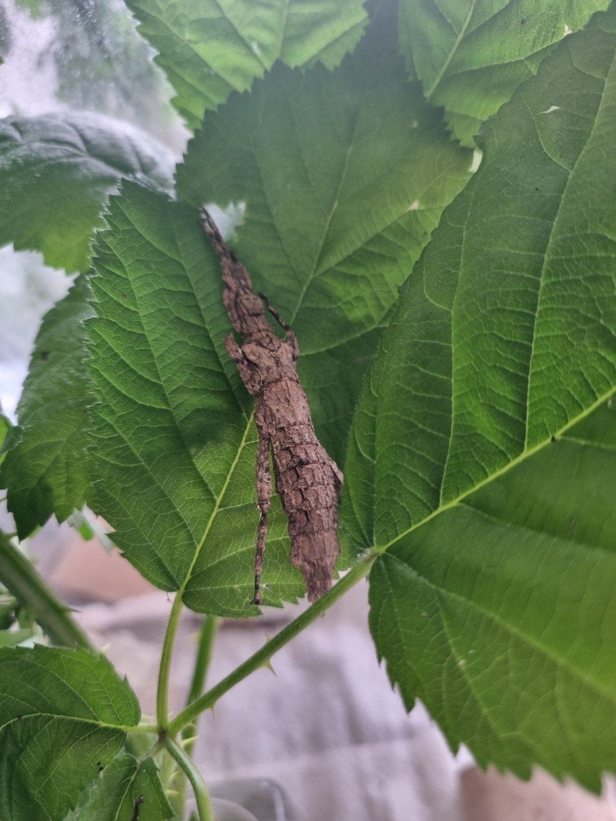 Eitjes wandelende tak: Hesperophasma sp "La Cienaga", Wandelende tak