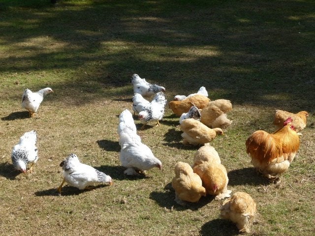 Krielkippen Wyandotte en Cochin, Dieren en Toebehoren, Pluimvee, Meerdere dieren, Kip