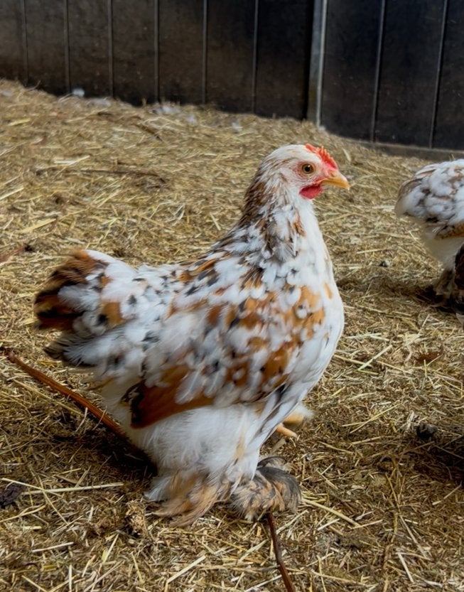 Cochin kriel haantjes, Dieren en Toebehoren, Pluimvee, Mannelijk, Kip