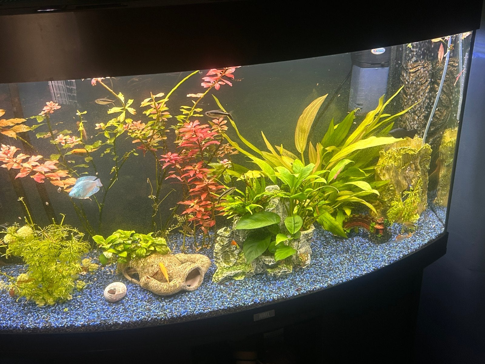 Juwel vision 180, Ophalen, Gebruikt, Gevuld zoetwateraquarium, Inclusief vissen