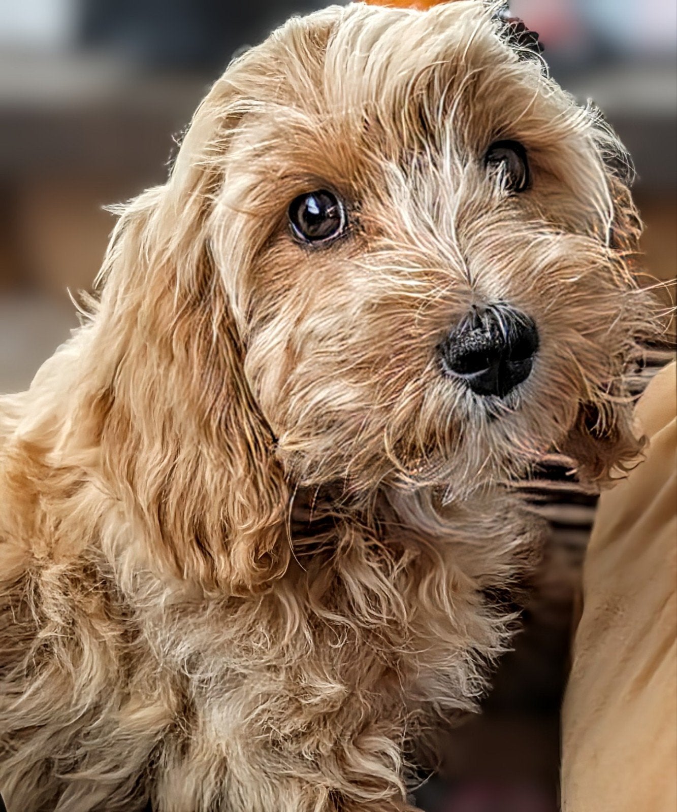 mini Multigen Labradoodle Champ – knappe, vrolijke jongen, 15 weken tot 1 jaar, Reu, Eén hond, Nederland