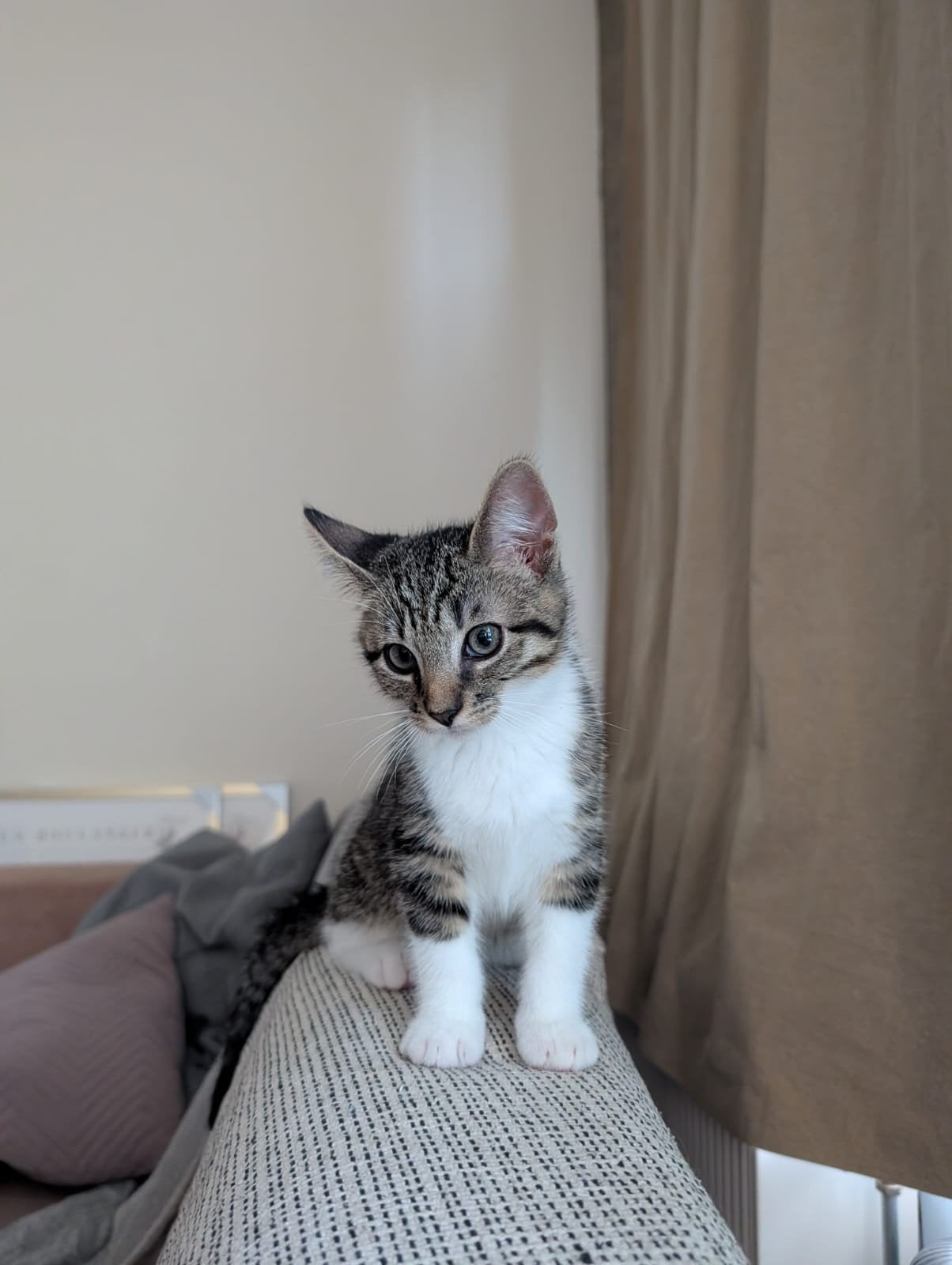 Kitten kater met complete uitzet, Kater, Ontwormd, 0 tot 2 jaar
