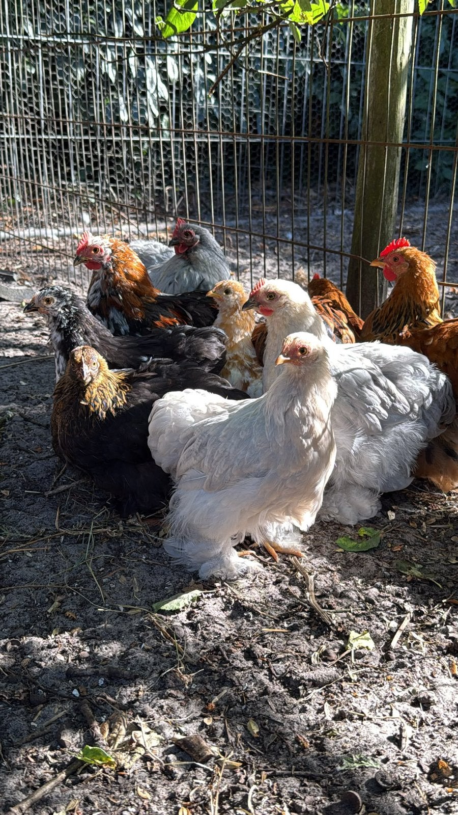 Cochin kuikens hennen en hanen, Meerdere dieren, Kip