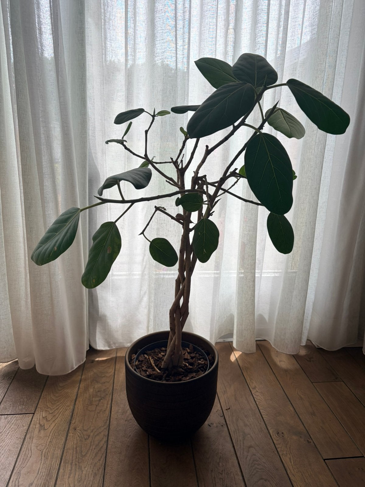 Super mooie gevlochten Ficus benghalensis (wurgvijg), Huis en Inrichting, Kamerplanten, Ophalen, Ficus, Halfschaduw, Minder dan 100 cm