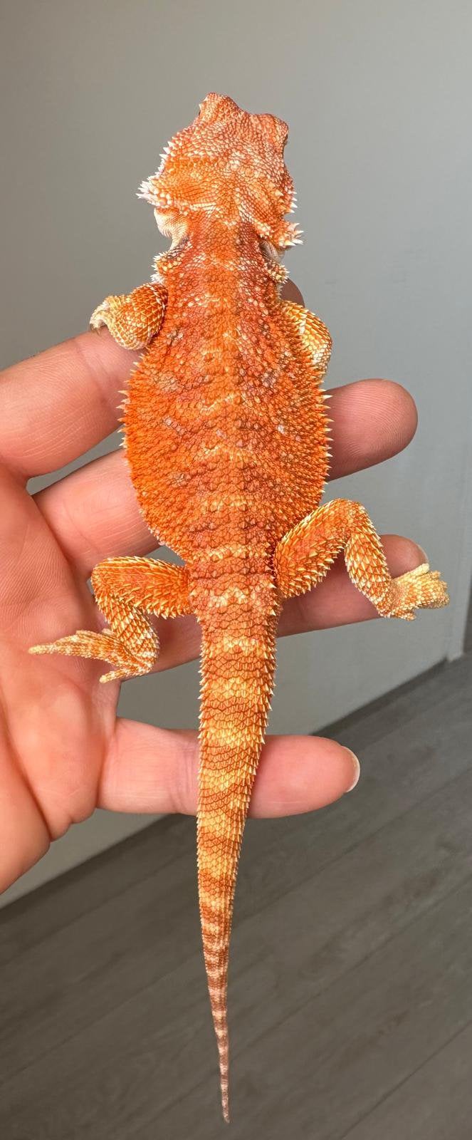 Jonge Oranje baardagaam man, Dieren en Toebehoren, Hagedis, 0 tot 2 jaar