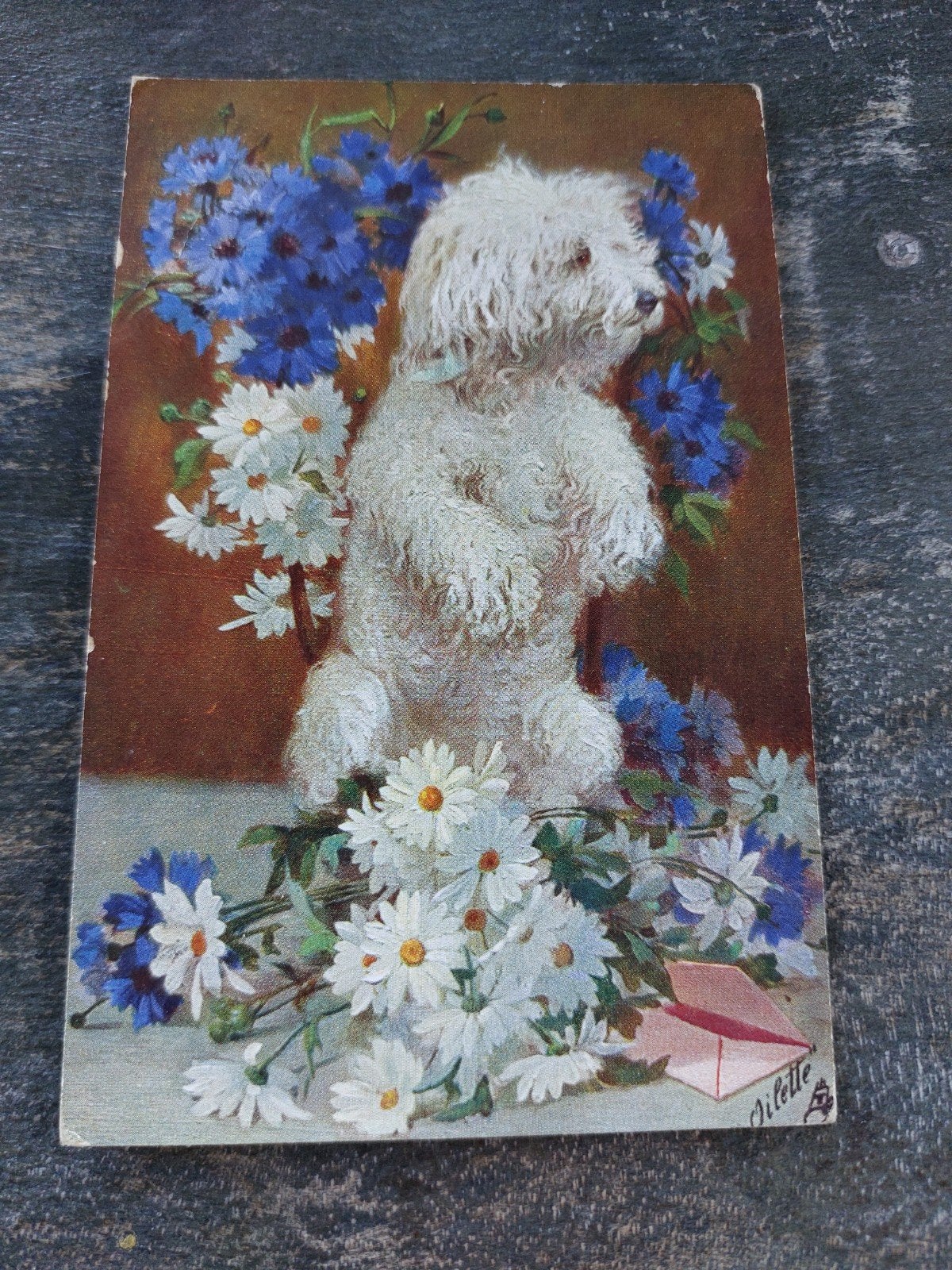 Oude ansichtkaart: Witte poedel met bloemen, Raphael Tuck, Ophalen of Verzenden