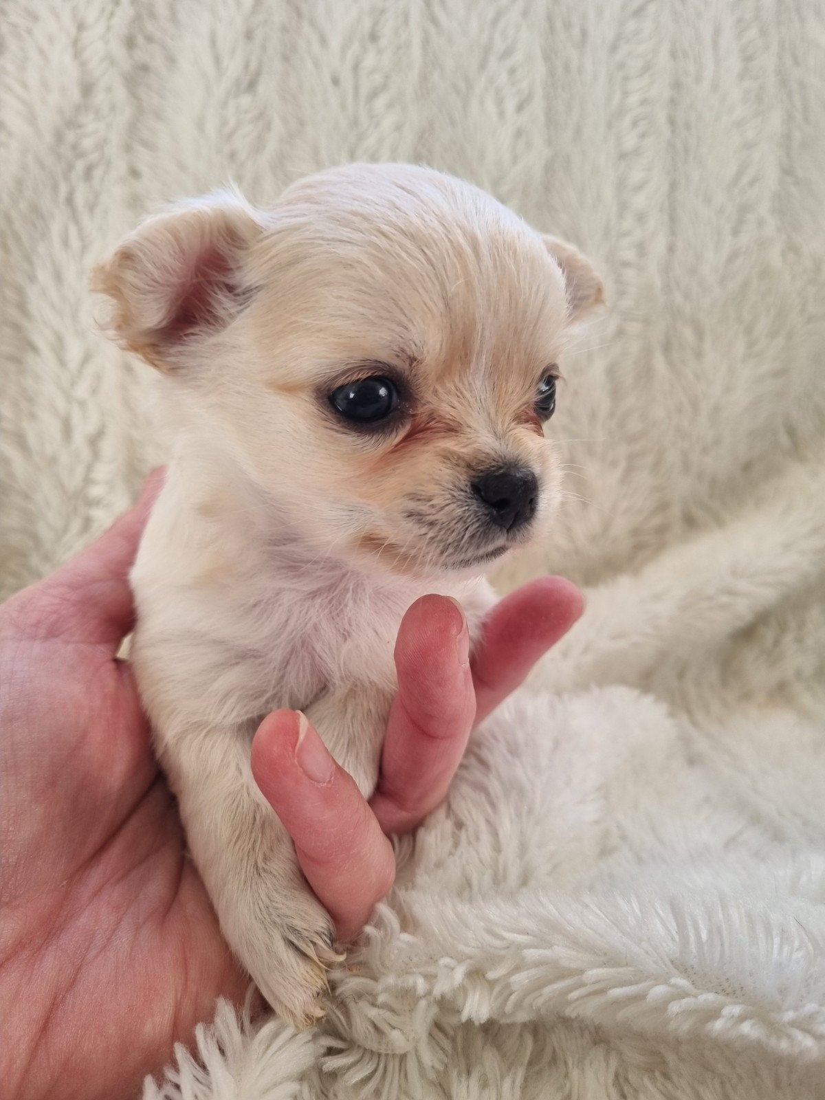 Prachtige  langharige chihuahua pups beschikbaar, Dieren en Toebehoren, Reu, 8 tot 15 weken, Meerdere, Chihuahua