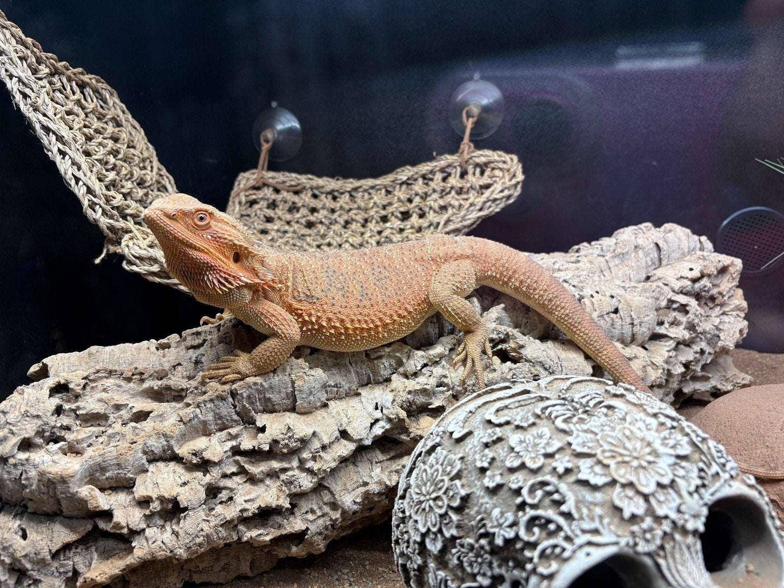 Red dragon baardagaam inclusief terrarium compleet, Dieren en Toebehoren, Reptielen en Amfibieën, Hagedis, 0 tot 2 jaar