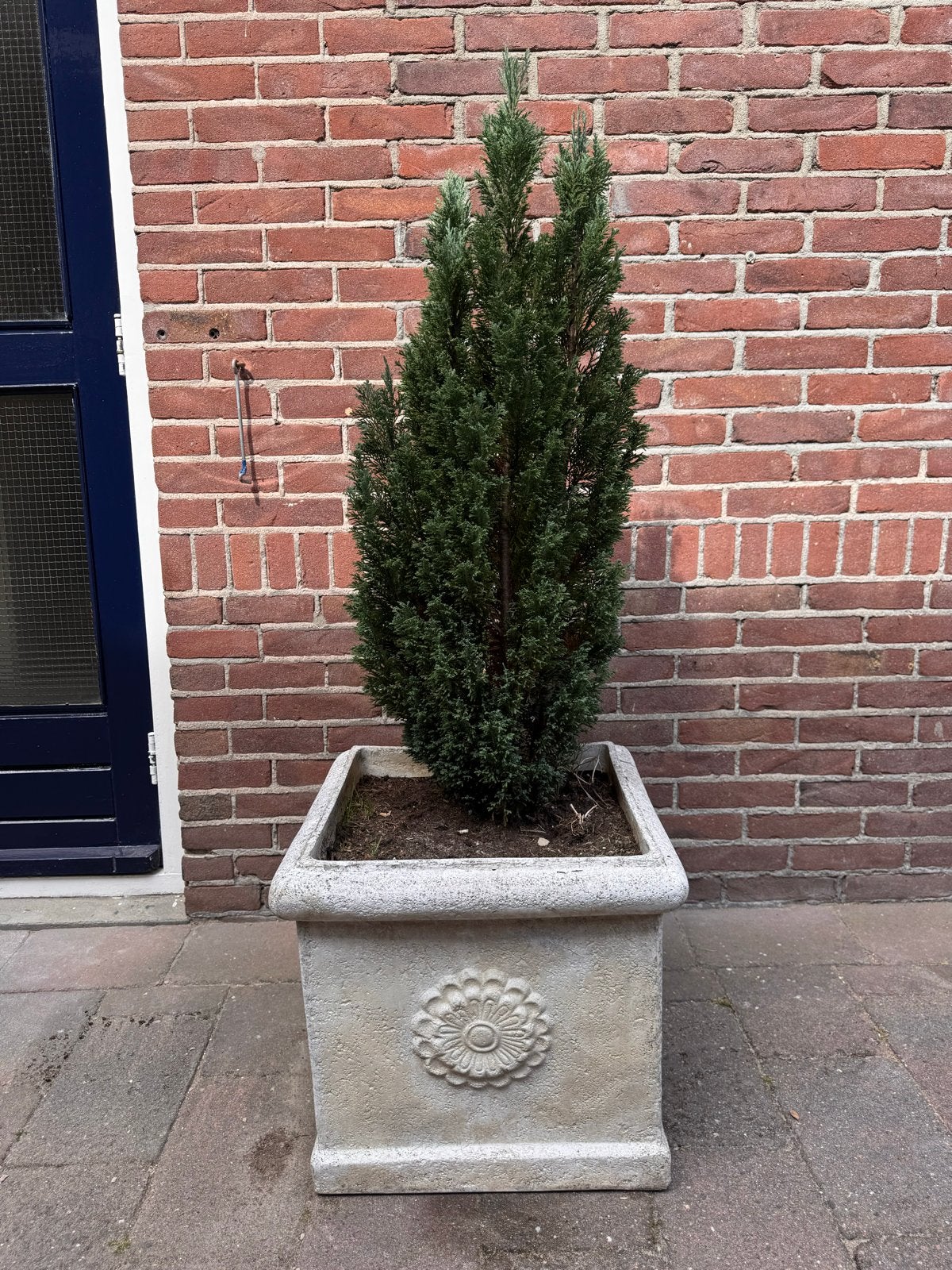 Grote vierkante bloempot met conifeer, Gebruikt, Balkon, 40 cm of meer, Vierkant