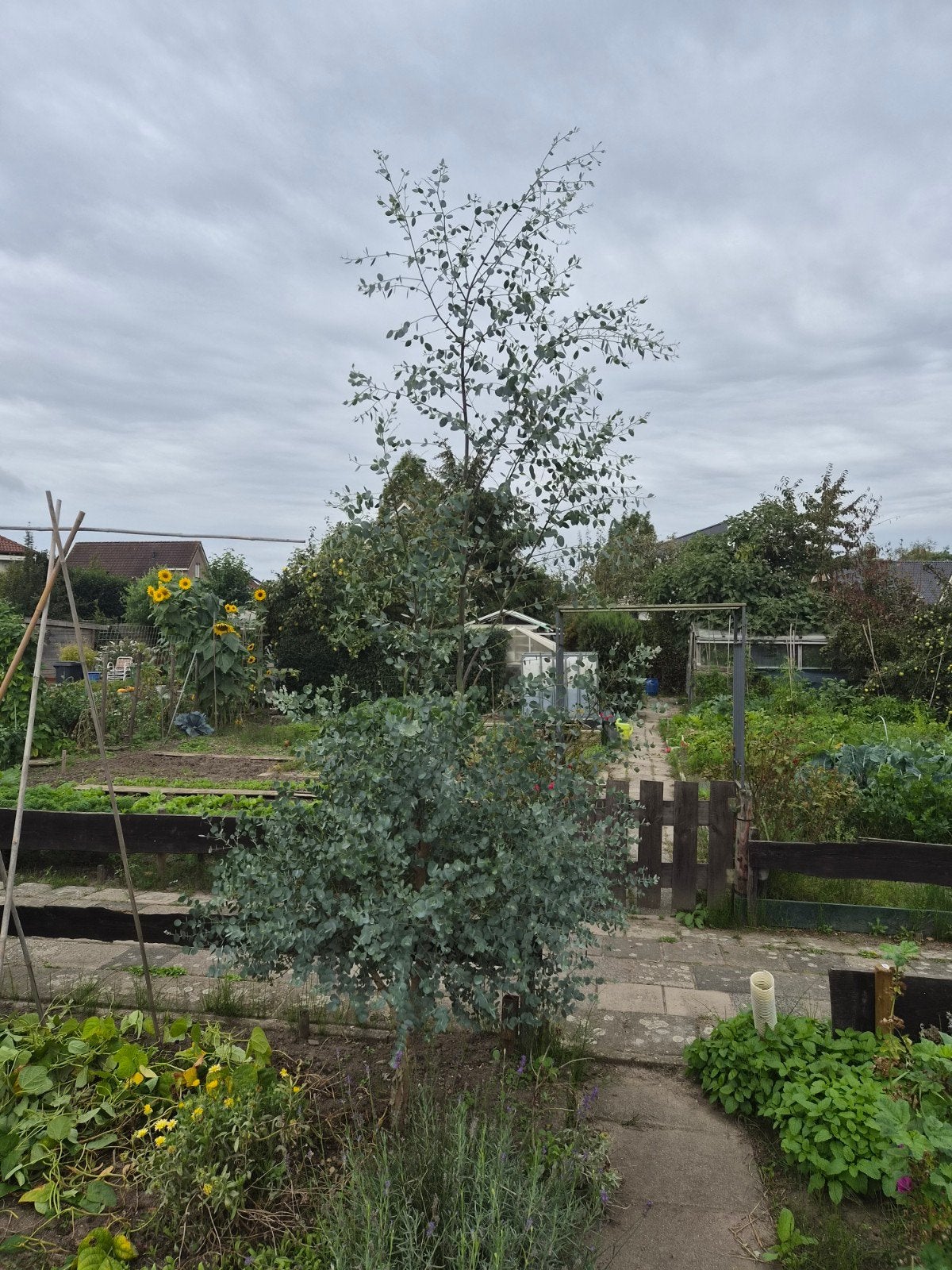 Eucalyptus Gunnii van 3 meter - Groenblijvend, Ophalen, Halfschaduw, Overige soorten