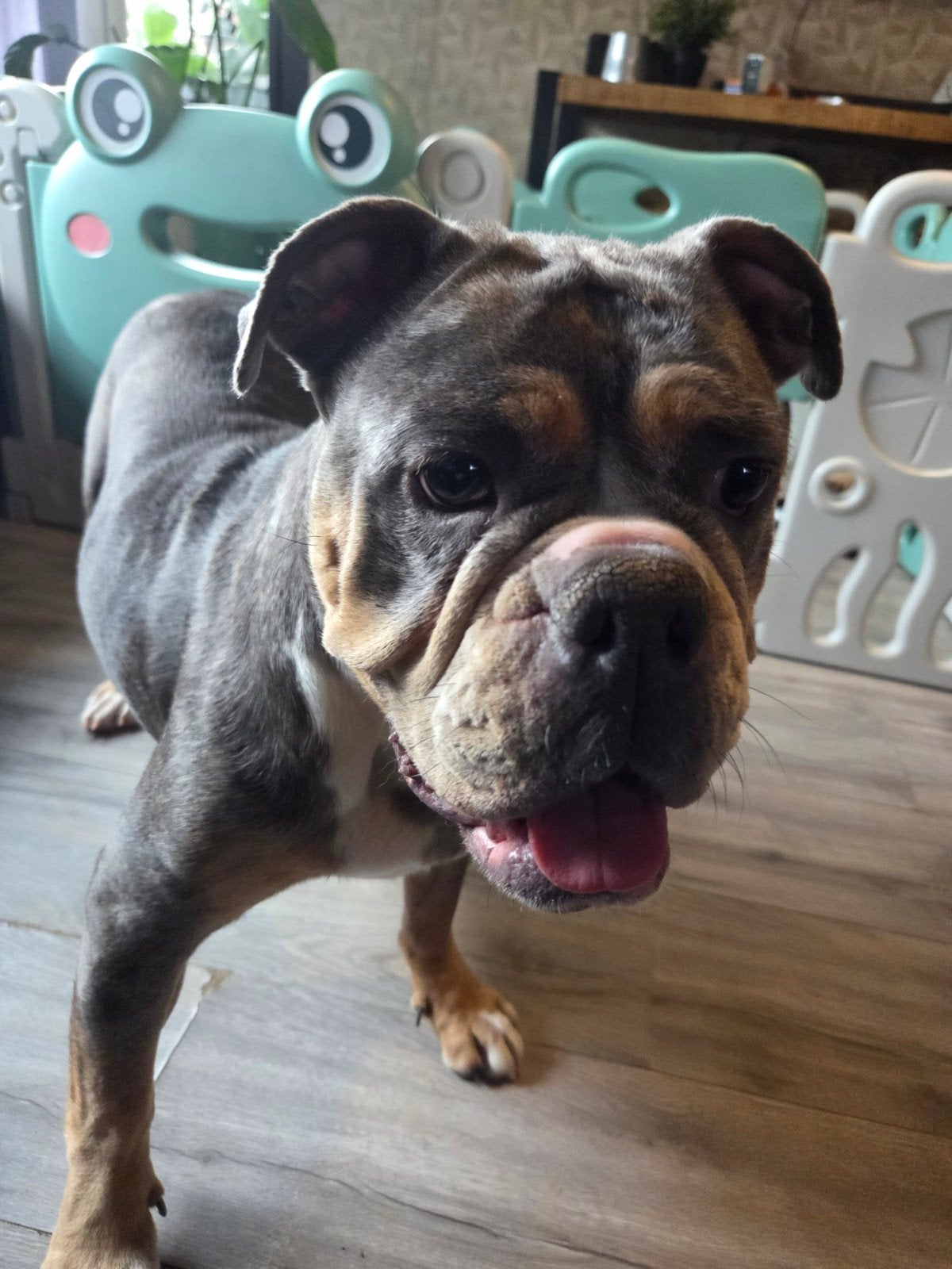 Old english bulldog x Akita pups, Dieren en Toebehoren, Honden | Bulldogs, Pinschers en Molossers, 8 tot 15 weken, Bulldog, Meerdere