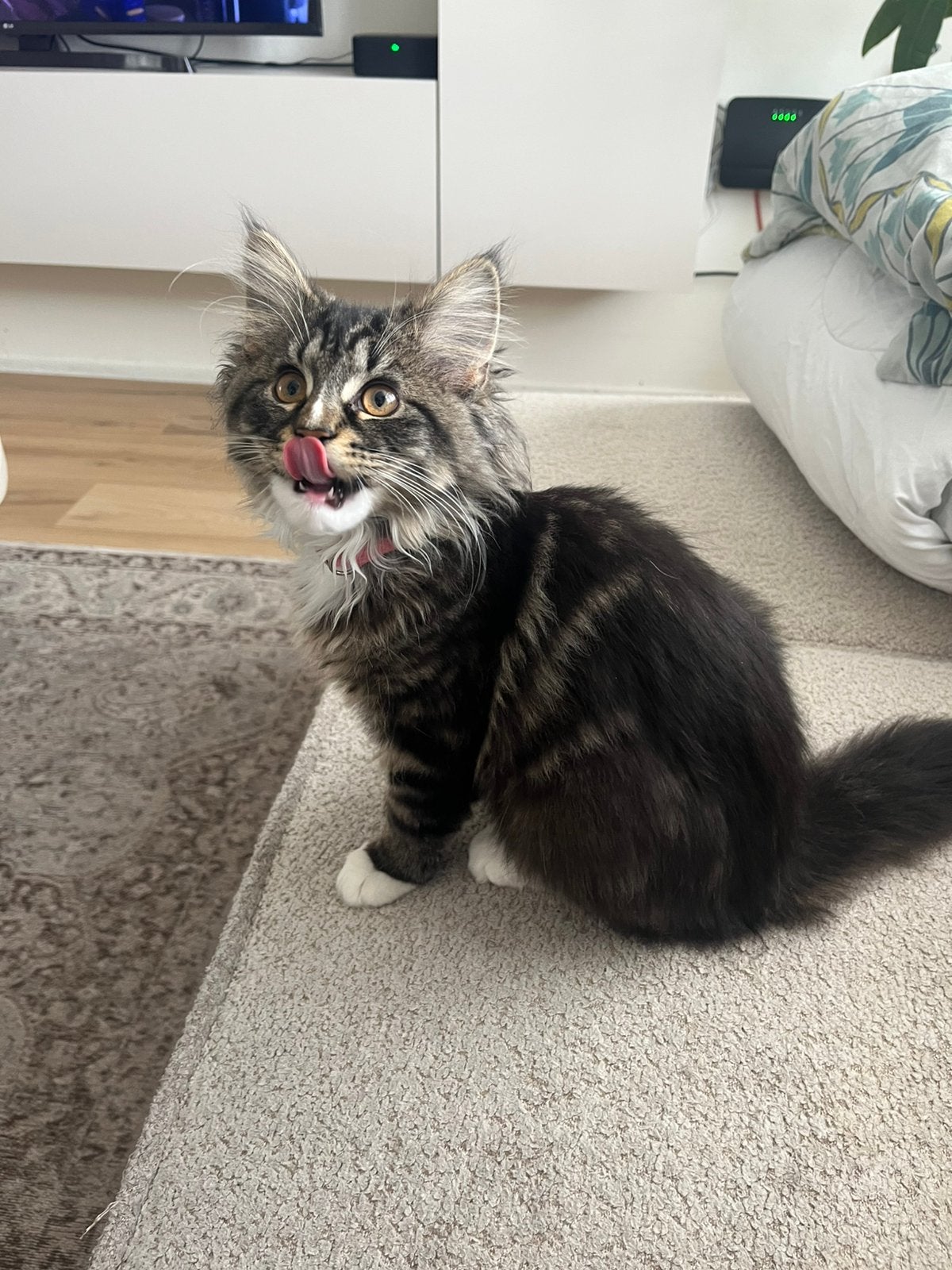 Maine coon kitten 17 weken poes, Dieren en Toebehoren, Poes