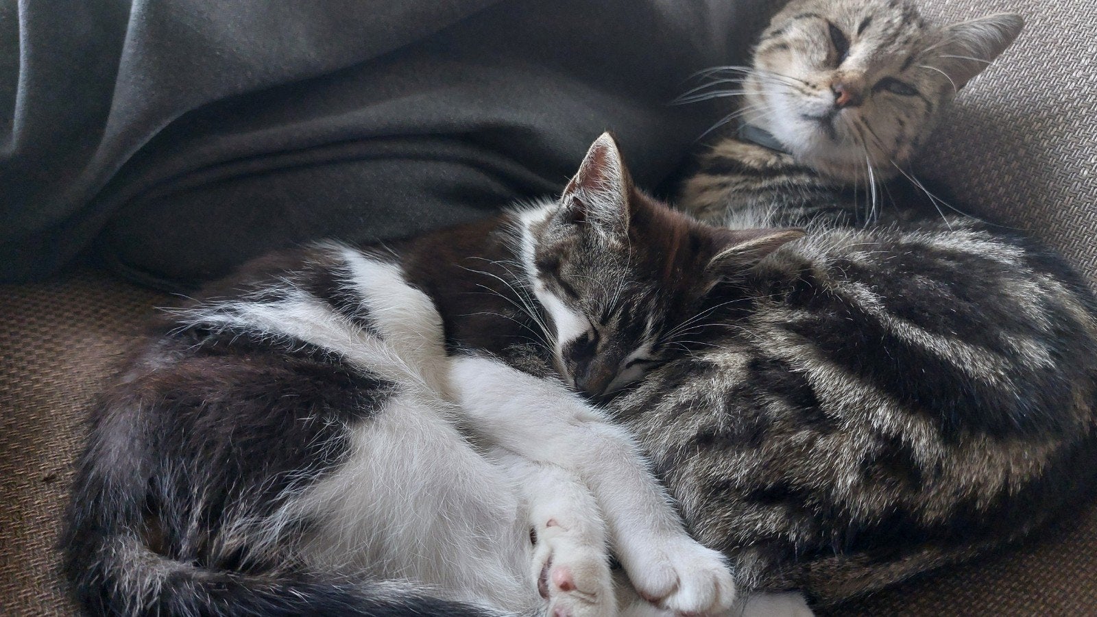 Lieve boerderijkater zoekt nog een huisje, 0 tot 2 jaar