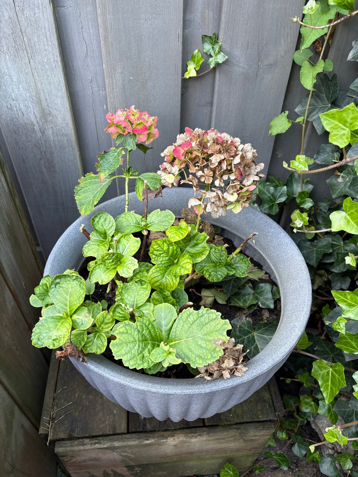 Hortensia in pot, Ophalen, Zomer, Vaste plant, Halfschaduw