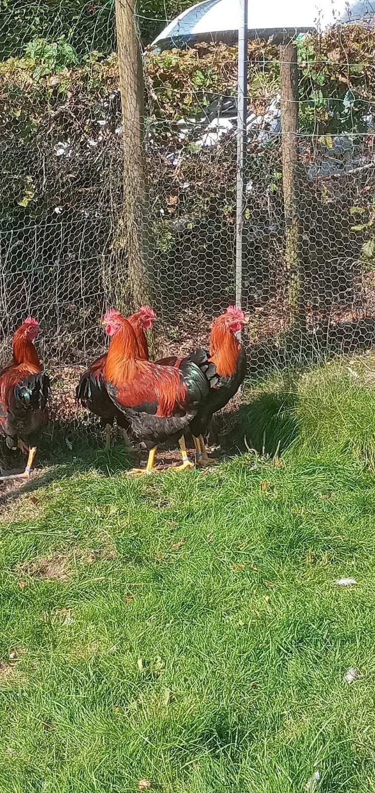 Welsumer kippen, jonge dieren,  groot ras, Dieren en Toebehoren, Meerdere dieren, Kip