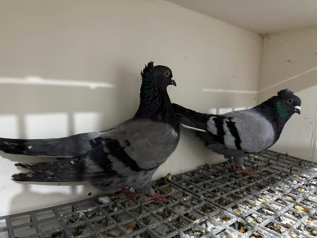 Serbische duifen, Dieren en Toebehoren, Meerdere dieren, Overige soorten