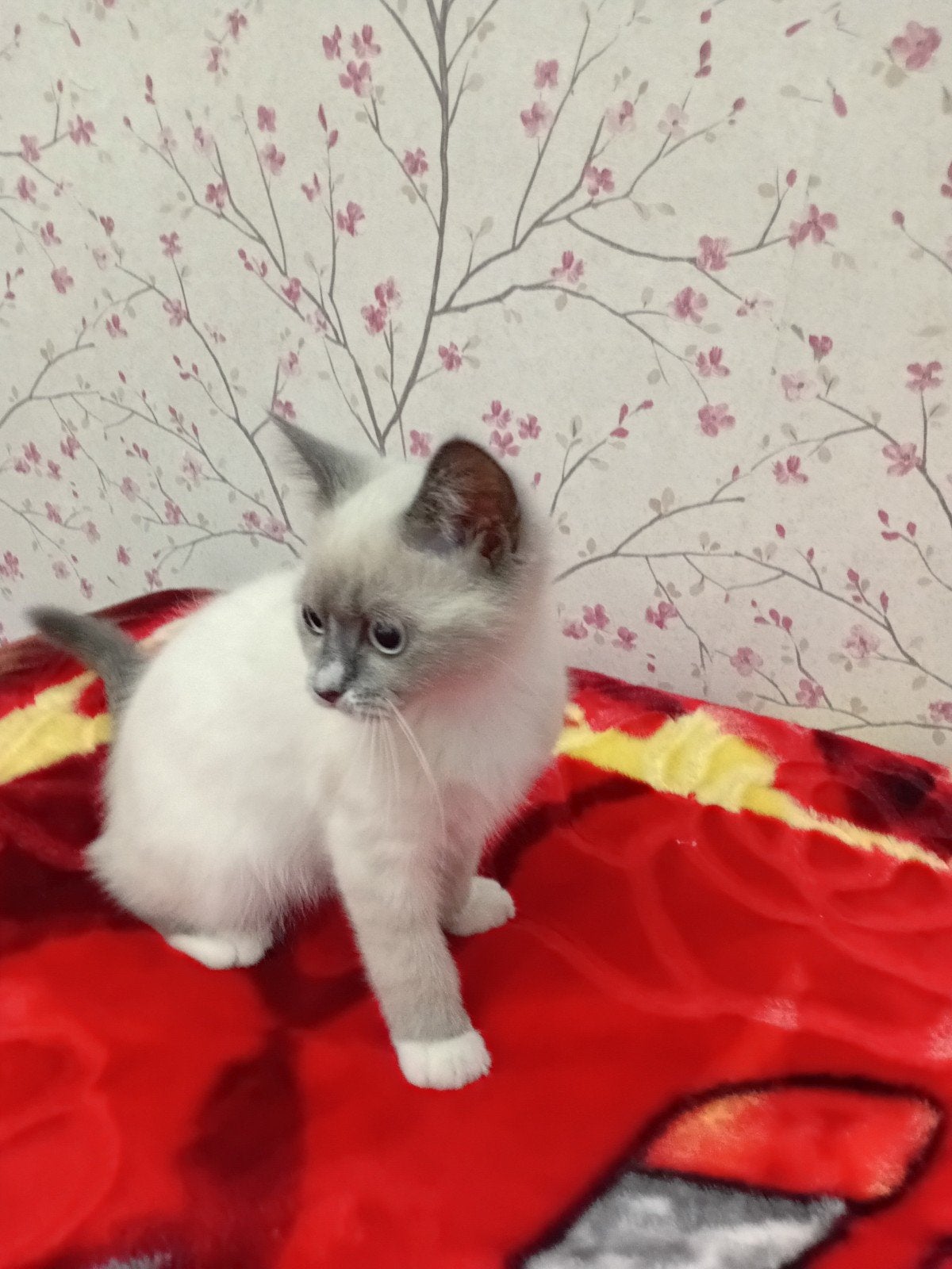 Britse korthaar kitten, Poes