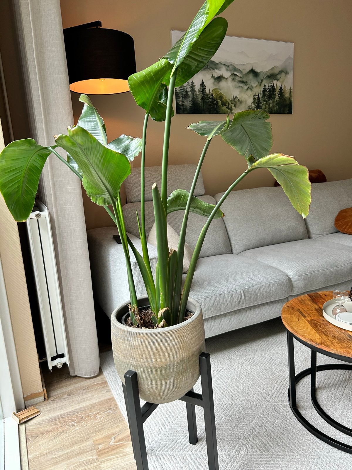 Strelitzia Nicolai met bloempot en plantenstandaard, Ophalen, Overige soorten, In pot, 150 tot 200 cm