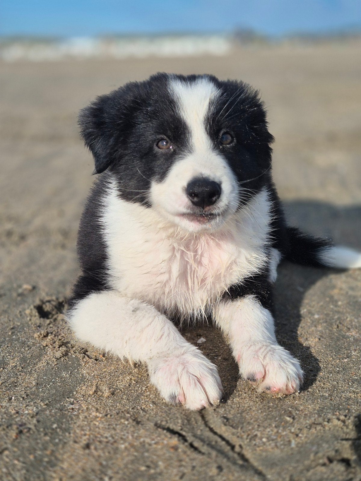 lieve pup van 9 weken, Dieren en Toebehoren, HCC (leverziekte), 8 tot 15 weken, Eén hond, Nederland
