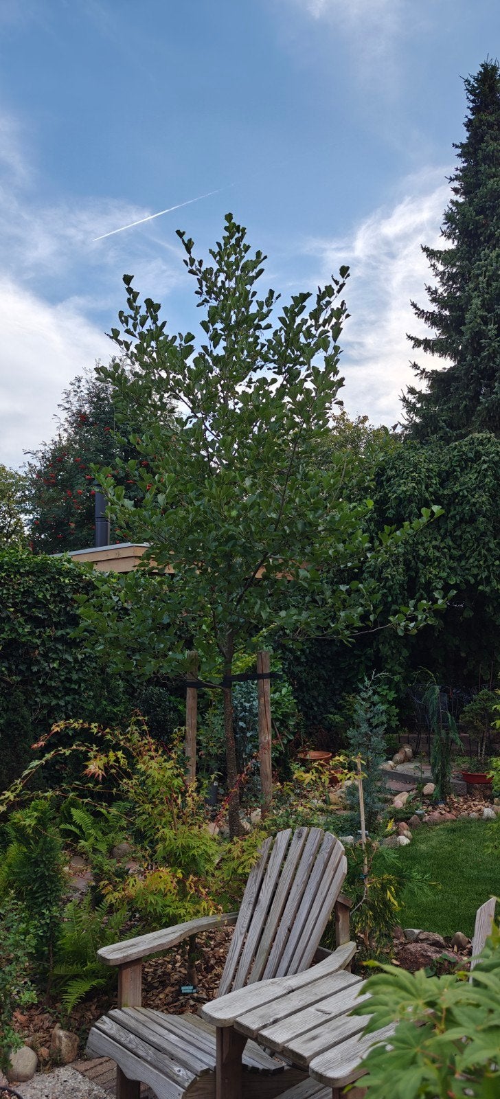 Zwarte Els (Alnus glutinosa) 21cm- Sterke boom, Tuin en Terras, Ophalen, Volle zon, Overige soorten